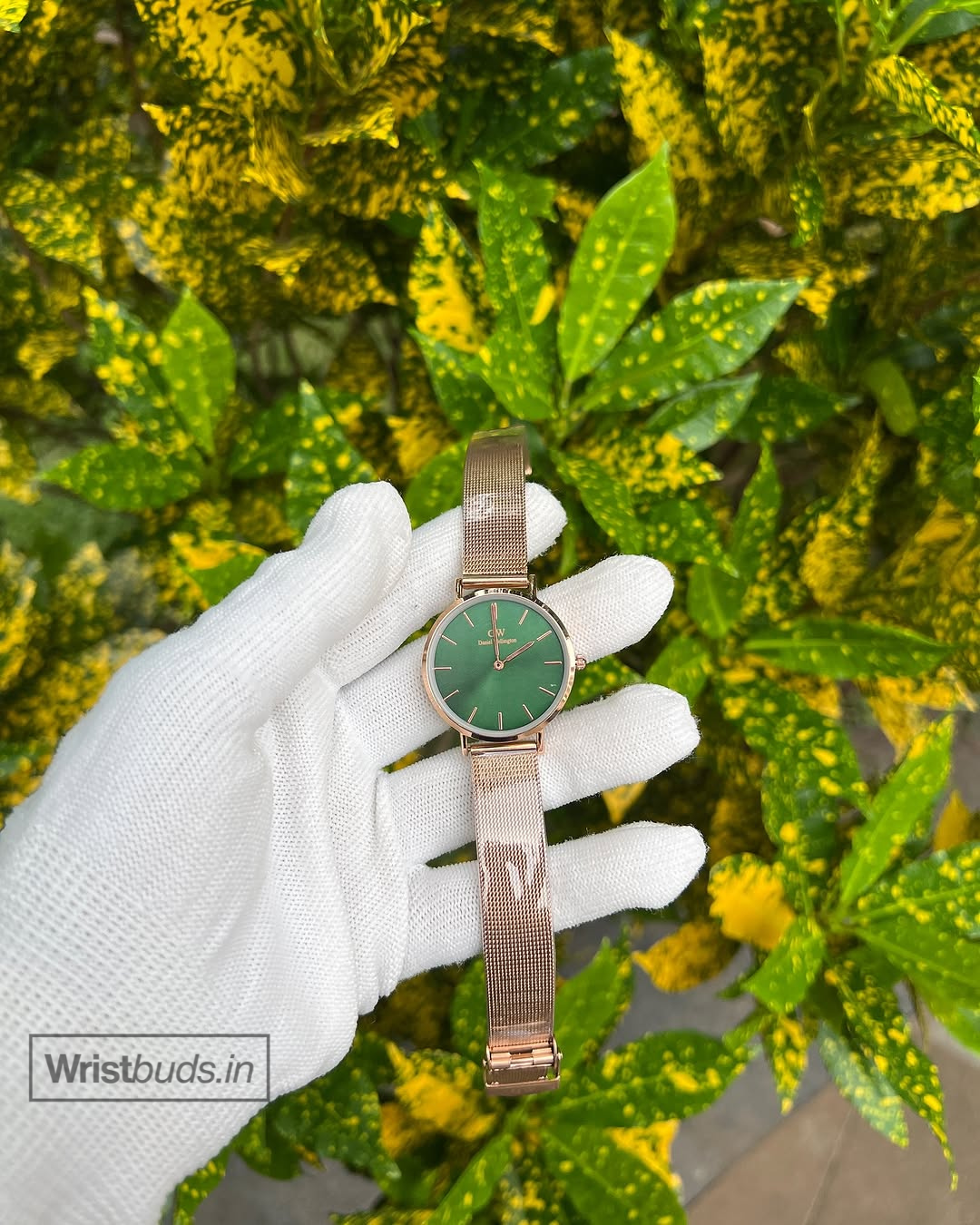 DW Petite (Analog Watch)