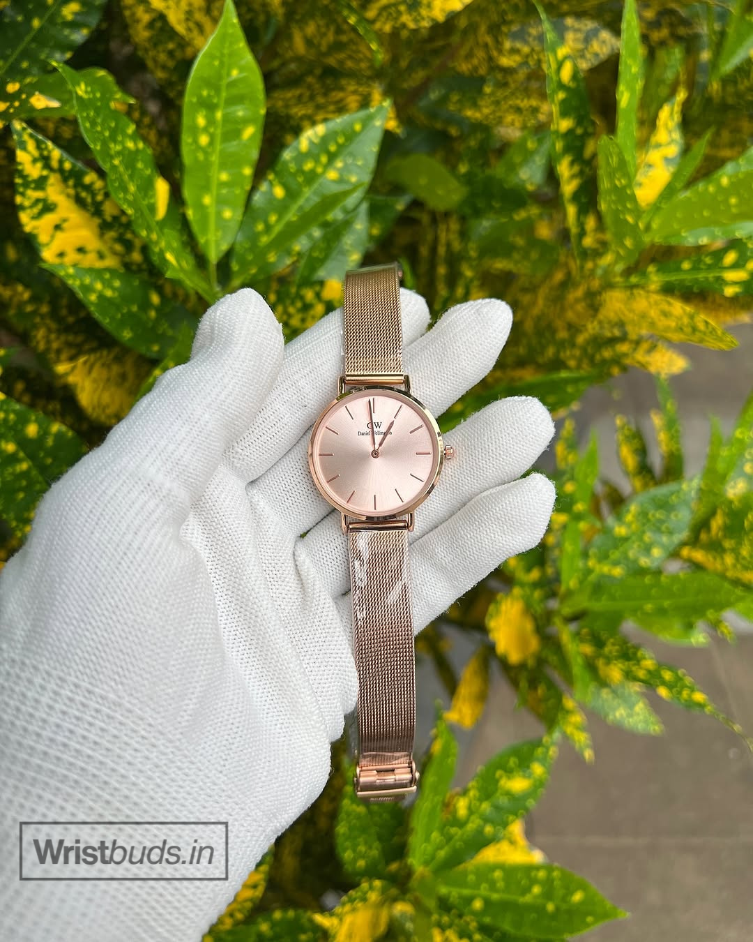 DW Petite (Analog Watch)