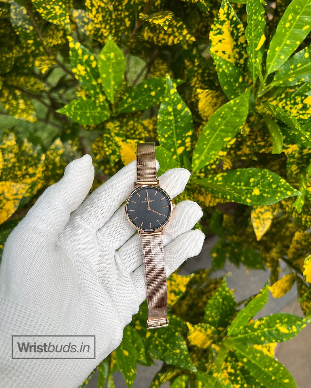 DW Petite (Analog Watch)